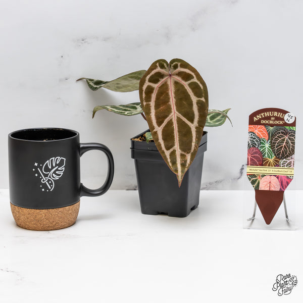 Anthurium Michelle Hot Pink '23' x Zara '14' by DocBlock® (wk45-N)