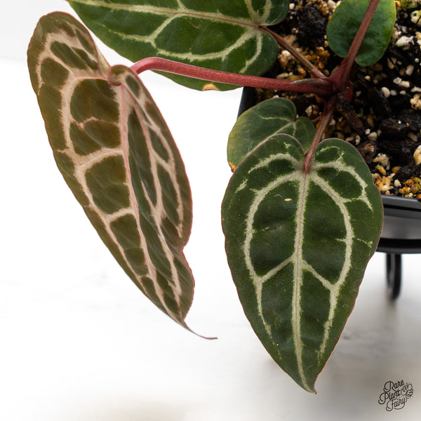 Anthurium Michelle Hot Pink '23' x Zara '14' by DocBlock® (wk45-P)