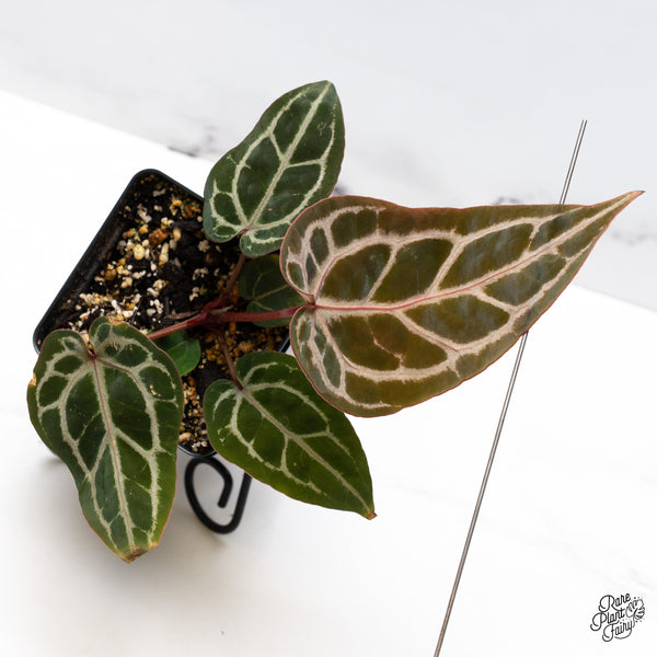 Anthurium Michelle Hot Pink '23' x Zara '14' by DocBlock® (wk45-P)