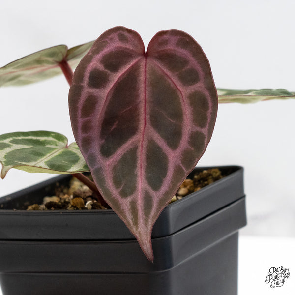 Anthurium Michelle Hot Pink '23' x Zara '14' by DocBlock® (wk46-K)