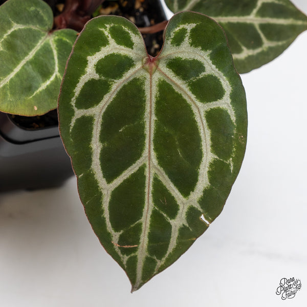 Anthurium Michelle Hot Pink '23' x Zara '14' by DocBlock® (wk47-D)