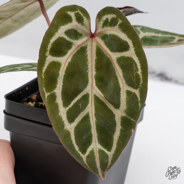 Anthurium Michelle Hot Pink '23' x Zara '14' by DocBlock® (wk47-D)