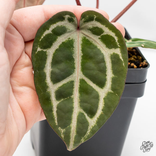 Anthurium Michelle Hot Pink '23' x Zara '14' by DocBlock® (wk51-T)