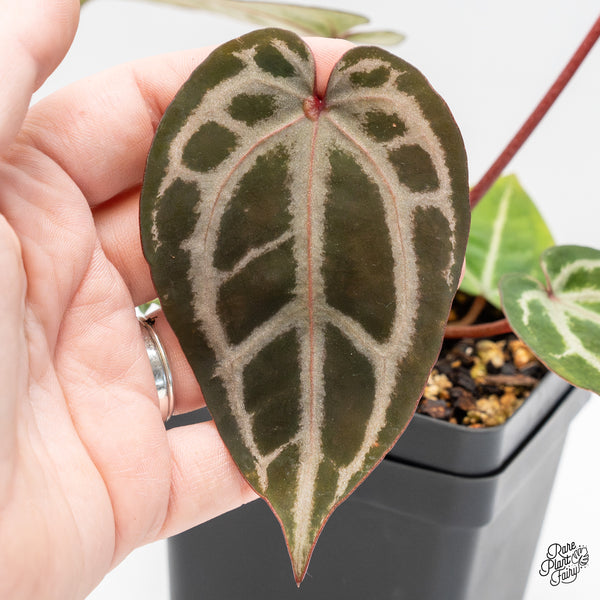 Anthurium Michelle Hot Pink '23' x Zara '14' by DocBlock® (wk51-T)