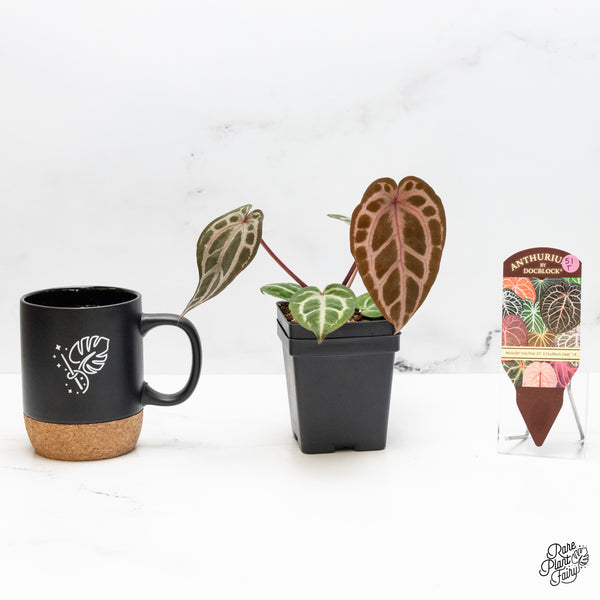 Anthurium Michelle Hot Pink '23' x Zara '14' by DocBlock® (wk51-T)