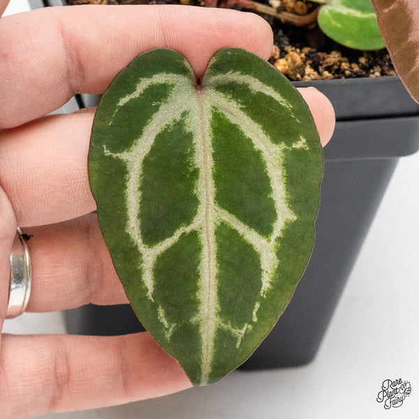 Anthurium Michelle Hot Pink '23' x Zara '14' by DocBlock® (wk51-T)