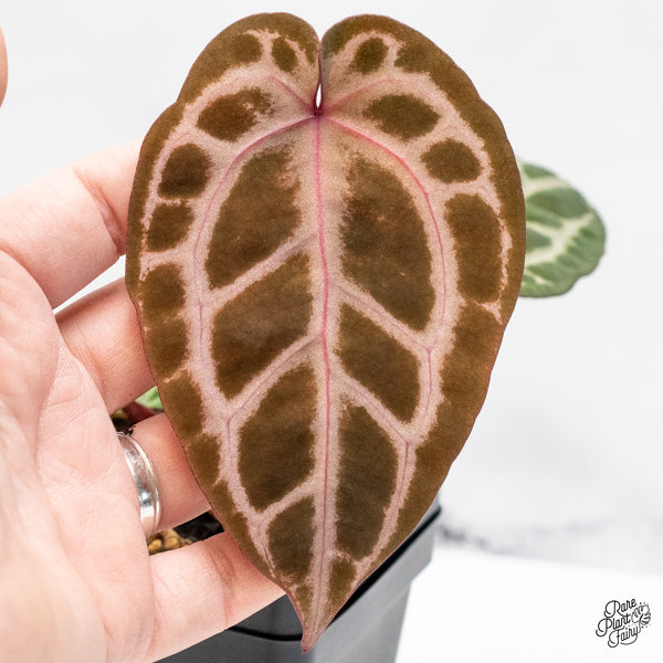 Anthurium Michelle Hot Pink '23' x Zara '14' by DocBlock® (wk51-T)