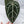 Anthurium Michelle '10' x Minerva '20' by DocBlock® (wk34-E) *Purple Vein Emergent*