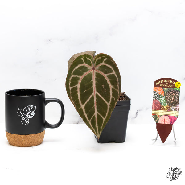 Anthurium Michelle '10' x Minerva '20' by DocBlock® (wk46-Z)