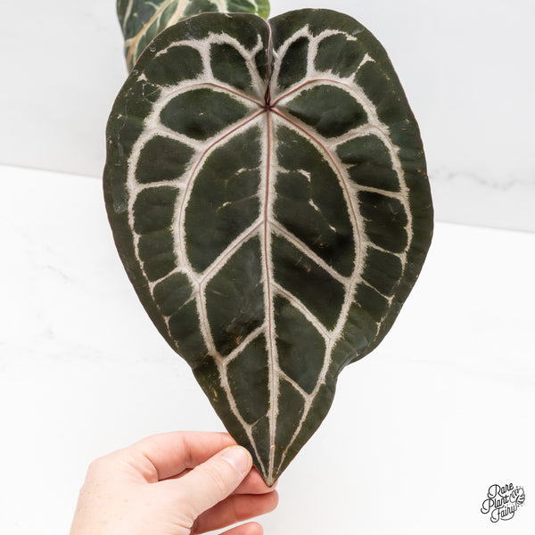 Anthurium Michelle '10' x Minerva '20' by DocBlock® (wk52-V)