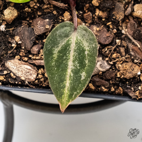 Variegated Anthurium Michelle '10' x Home, Sweet Home '32' by DocBlock®  (wk4-US)