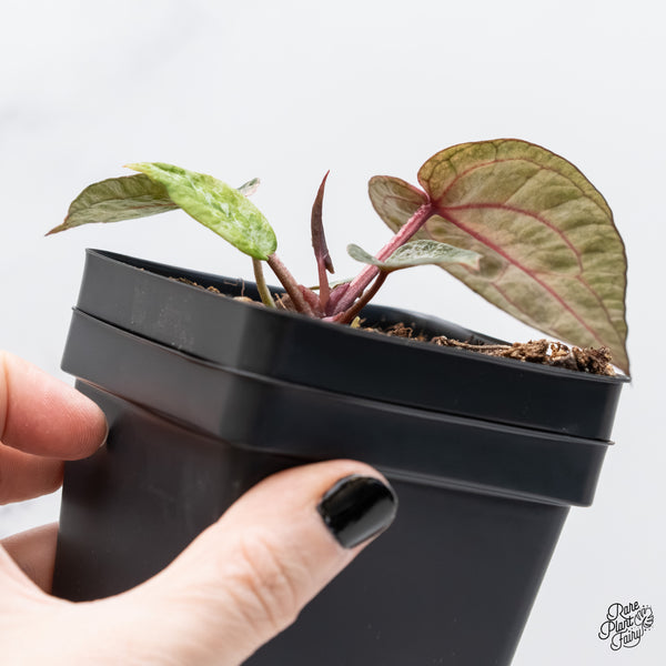 Variegated Anthurium Michelle '10' x Home, Sweet Home '32' by DocBlock®  (wk4-US)