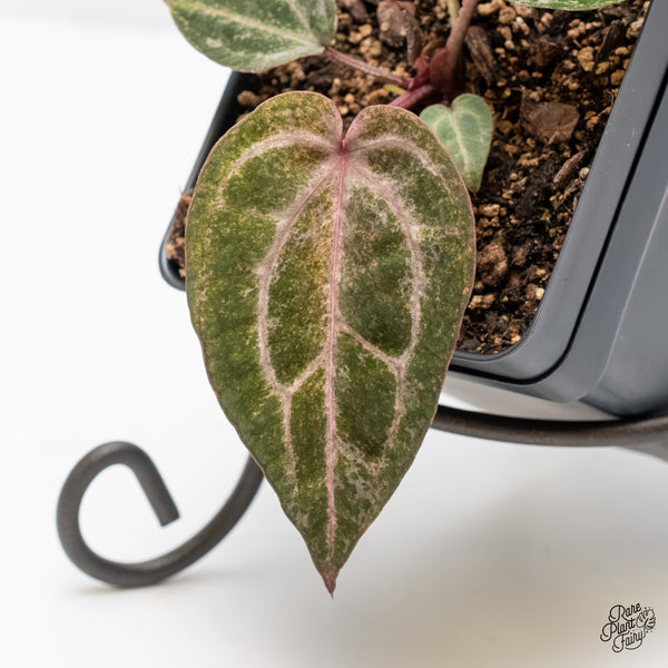 Variegated Anthurium Michelle '10' x Home, Sweet Home '32' by DocBlock®  (wk4-US)