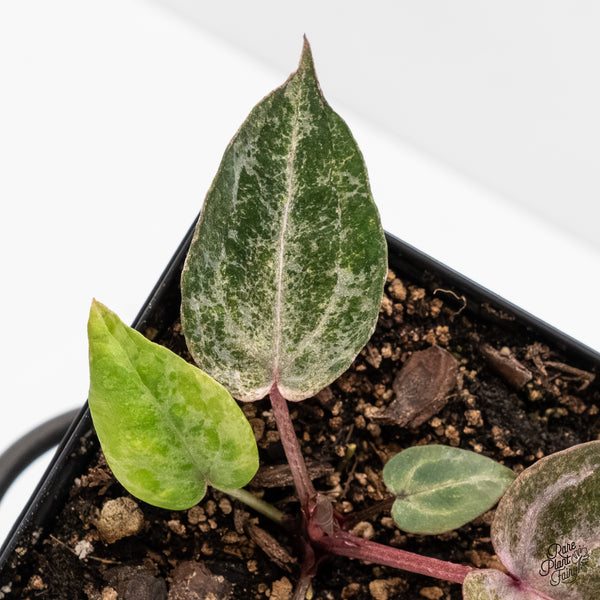 Variegated Anthurium Michelle '10' x Home, Sweet Home '32' by DocBlock®  (wk4-US)