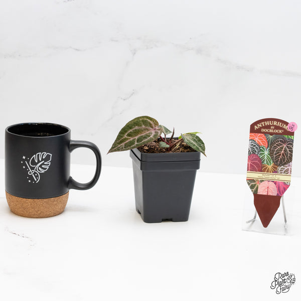 Variegated Anthurium Michelle '10' x Home, Sweet Home '32' by DocBlock®  (wk4-US)