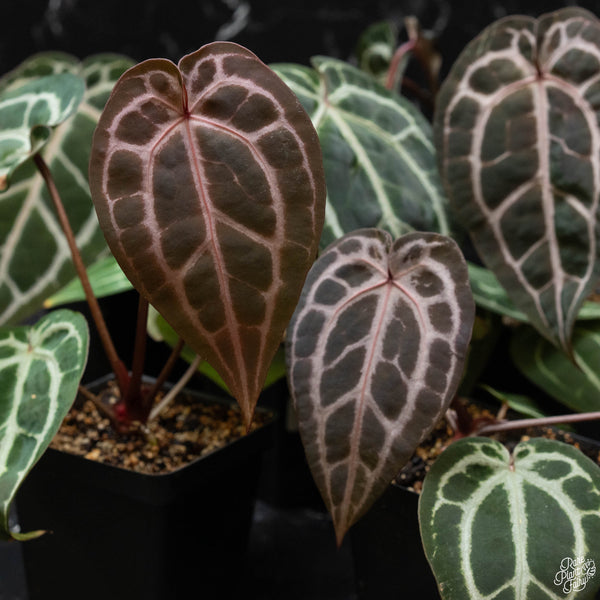 Anthurium Michelle '10' x Minerva '20' by DocBlock® *Grower's choice*