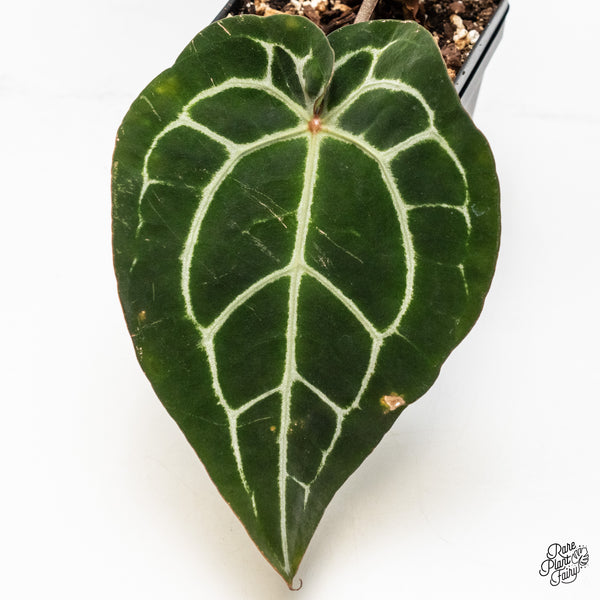 Anthurium Michelle '1' x Minerva '20' by DocBlock® (wk51-P)