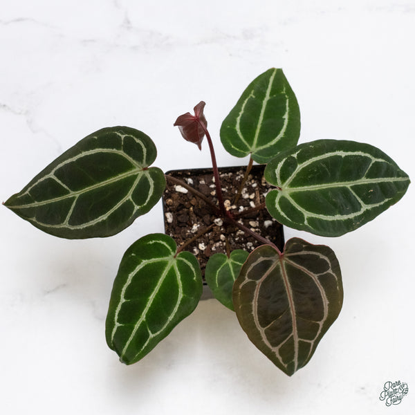 Anthurium Michelle '1' x DocBlock Purple Rain '27' by DocBlock® (wk34-M) *Vibrant Emergent*