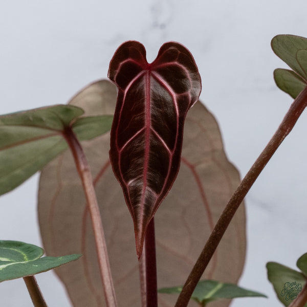Anthurium Michelle '1' x DocBlock Purple Rain '27' by DocBlock® (wk34-M) *Vibrant Emergent*