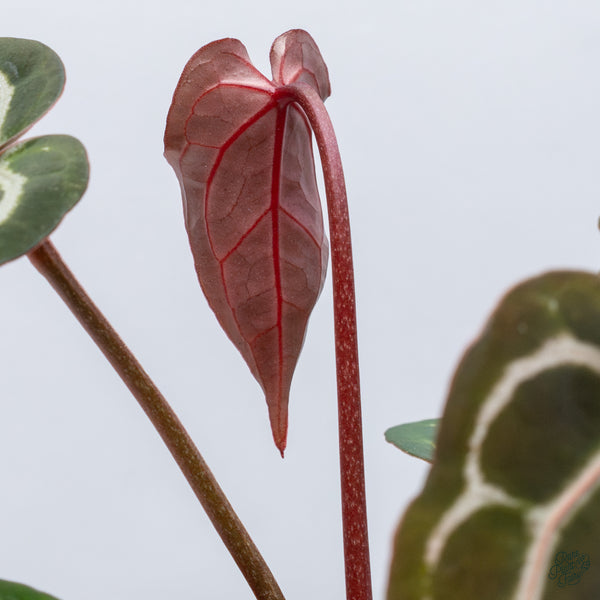 Anthurium Michelle '1' x DocBlock Purple Rain '27' by DocBlock® (wk34-M) *Vibrant Emergent*