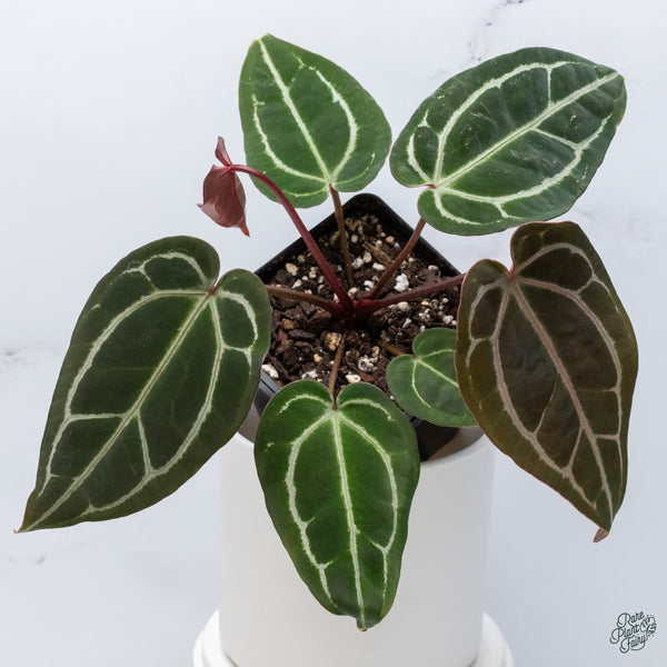 Anthurium Michelle '1' x DocBlock Purple Rain '27' by DocBlock® (wk34-M) *Vibrant Emergent*