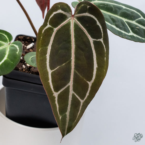Anthurium Michelle '1' x DocBlock Purple Rain '27' by DocBlock® (wk34-M) *Vibrant Emergent*
