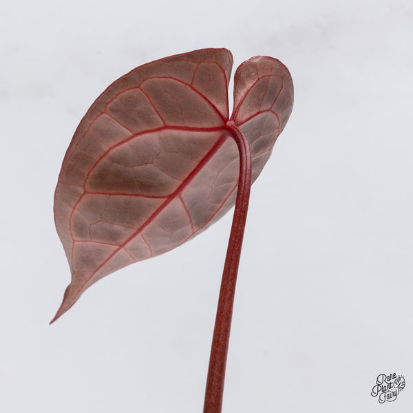 Anthurium Michelle '1' x DocBlock Purple Rain '27' by DocBlock® (wk35-N) *Vibrant Emergent*