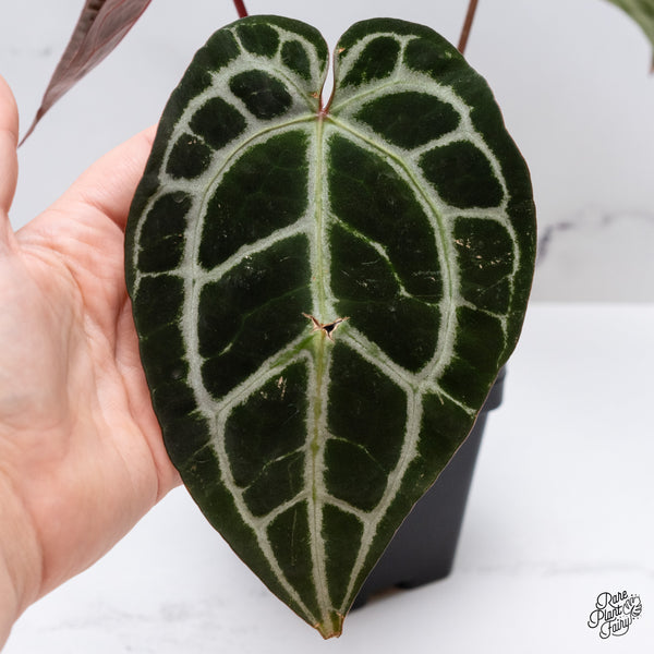 Anthurium Michelle '1' x DocBlock Purple Rain '27' by DocBlock® (wk35-N) *Vibrant Emergent*