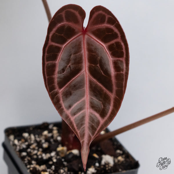 Anthurium Michelle '1' x DocBlock Purple Rain '27' by DocBlock® (wk35-N) *Vibrant Emergent*