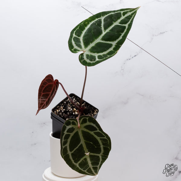 Anthurium Michelle '1' x DocBlock Purple Rain '27' by DocBlock® (wk35-N) *Vibrant Emergent*