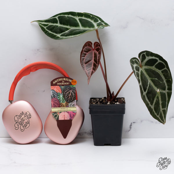 Anthurium Michelle '1' x DocBlock Purple Rain '27' by DocBlock® (wk35-N) *Vibrant Emergent*