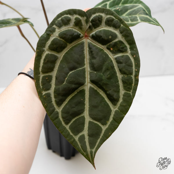 Anthurium Michelle '1' x Purple Rain '27' by DocBlock® (wk5-E)