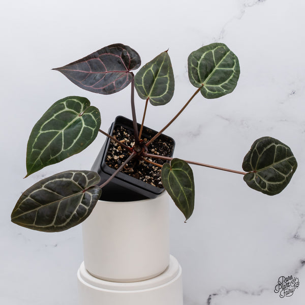 Anthurium Michelle '1' x Red Velvet Cake '24' by DocBlock® (wk35-W) *Dark and Vibrant Emergent*