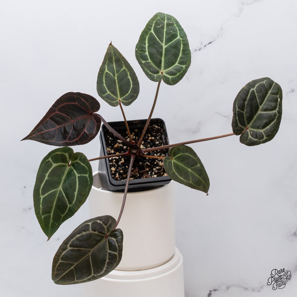 Anthurium Michelle '1' x Red Velvet Cake '24' by DocBlock® (wk35-W) *Dark and Vibrant Emergent*