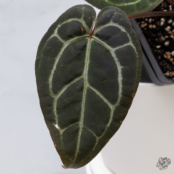 Anthurium Michelle '1' x Red Velvet Cake '24' by DocBlock® (wk35-W) *Dark and Vibrant Emergent*