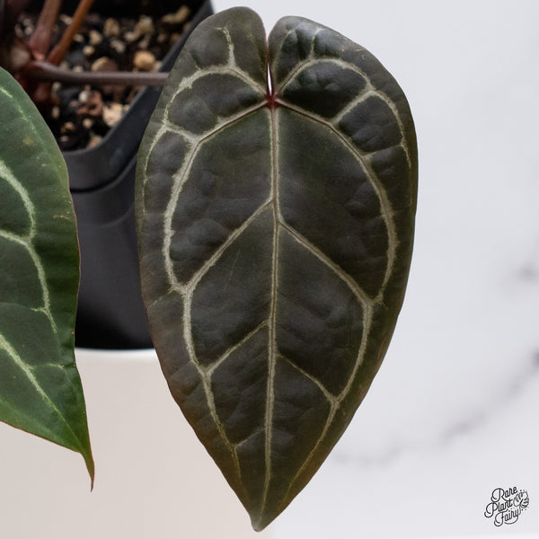 Anthurium Michelle '1' x Red Velvet Cake '24' by DocBlock® (wk35-W) *Dark and Vibrant Emergent*