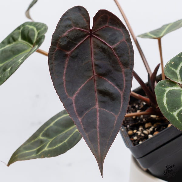 Anthurium Michelle '1' x Red Velvet Cake '24' by DocBlock® (wk35-W) *Dark and Vibrant Emergent*