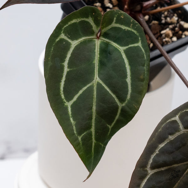Anthurium Michelle '1' x Red Velvet Cake '24' by DocBlock® (wk35-W) *Dark and Vibrant Emergent*