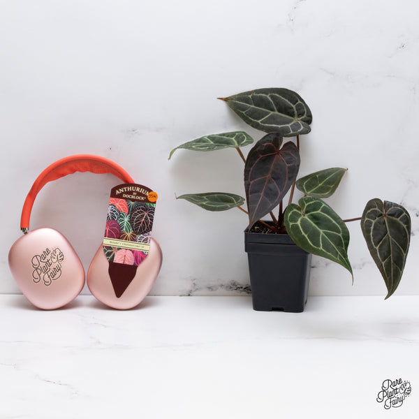 Anthurium Michelle '1' x Red Velvet Cake '24' by DocBlock® (wk35-W) *Dark and Vibrant Emergent*
