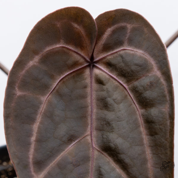 Anthurium Michelle '1' x Red Velvet Cake '24' by DocBlock® (wk35-X) *Dark and Vibrant Emergent*