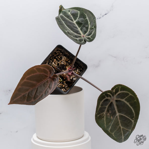 Anthurium Michelle '1' x Red Velvet Cake '24' by DocBlock® (wk35-X) *Dark and Vibrant Emergent*
