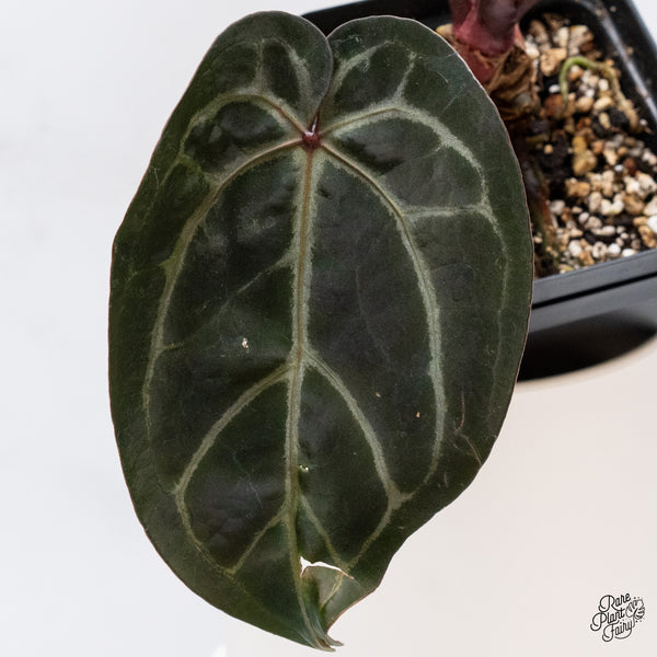 Anthurium Michelle '1' x Red Velvet Cake '24' by DocBlock® (wk35-X) *Dark and Vibrant Emergent*