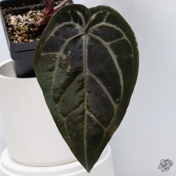 Anthurium Michelle '1' x Red Velvet Cake '24' by DocBlock® (wk35-X) *Dark and Vibrant Emergent*