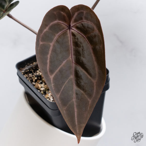 Anthurium Michelle '1' x Red Velvet Cake '24' by DocBlock® (wk35-X) *Dark and Vibrant Emergent*