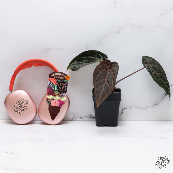Anthurium Michelle '1' x Red Velvet Cake '24' by DocBlock® (wk35-X) *Dark and Vibrant Emergent*