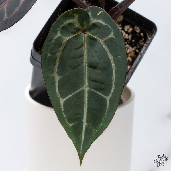 Anthurium Michelle '1' x Red Velvet Cake '24' by DocBlock® (wk36-J) *Very Dark*