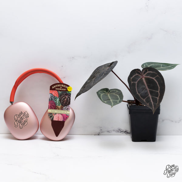 Anthurium Michelle '1' x Red Velvet Cake '24' by DocBlock® (wk36-J) *Very Dark*
