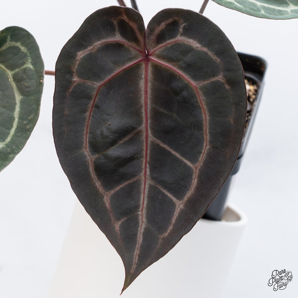 Anthurium Michelle '1' x Red Velvet Cake '24' by DocBlock® (wk36-J) *Very Dark*