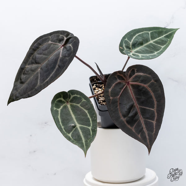 Anthurium Michelle '1' x Red Velvet Cake '24' by DocBlock® (wk36-J) *Very Dark*