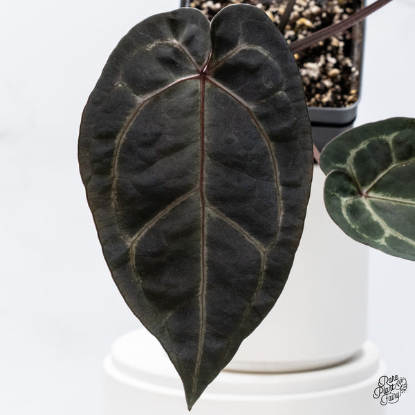 Anthurium Michelle '1' x Red Velvet Cake '24' by DocBlock® (wk36-J) *Very Dark*